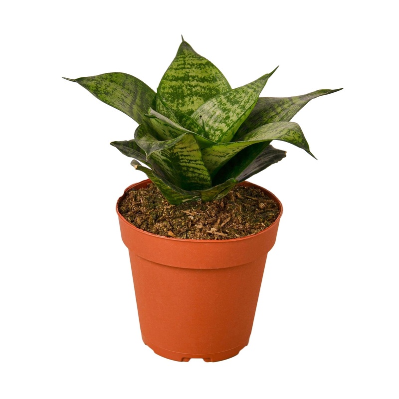 Snake Plant Black Robusta – 4 Pot – NURSERY POT ONLY