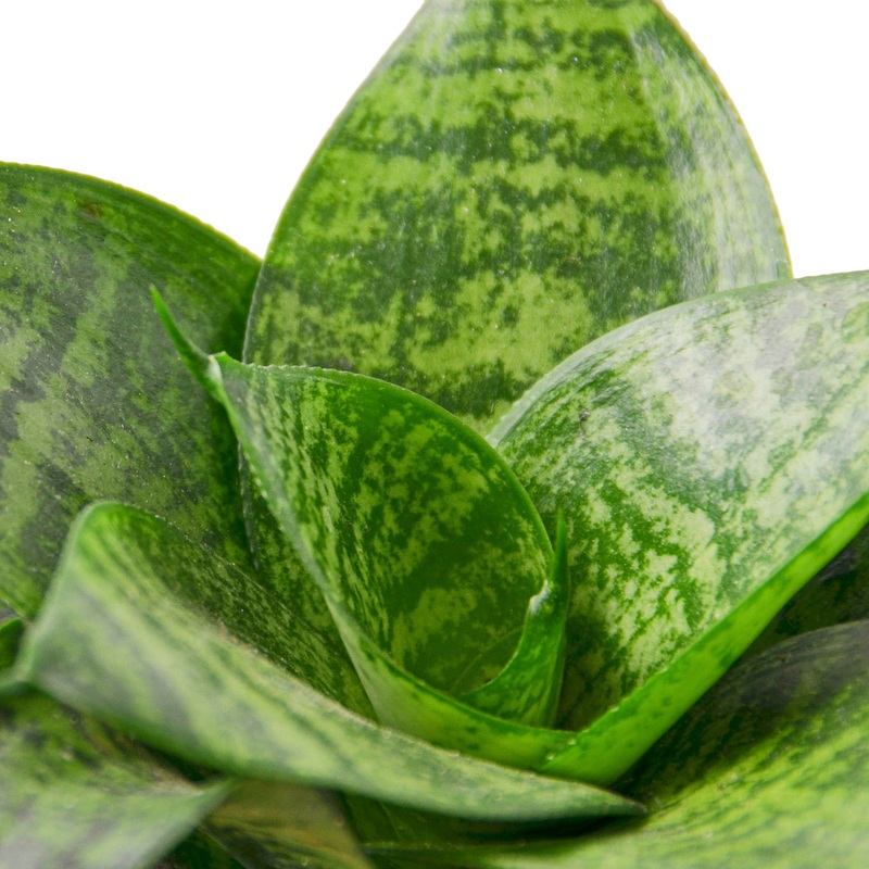 Snake Plant Black Robusta – 6 Pot – NURSERY POT ONLY