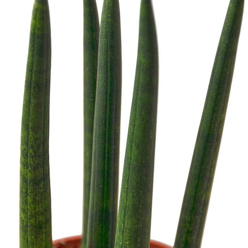 Snake Plant Cylindrica – 6 Pot – NURSERY POT ONLY