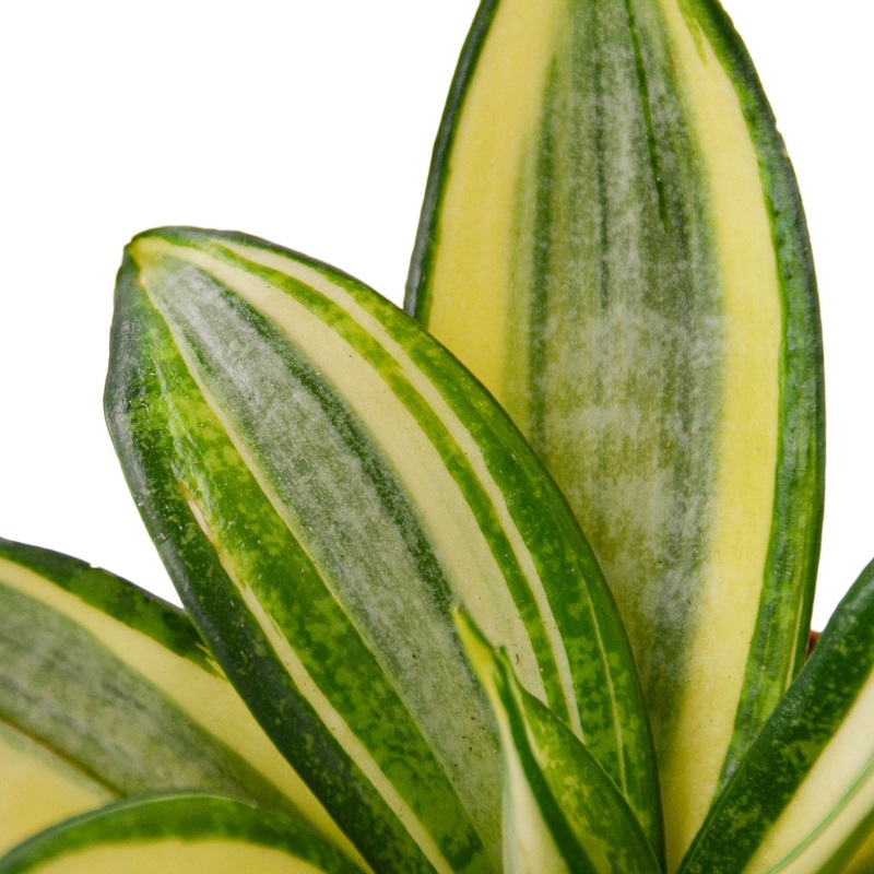 Snake Plant Gold Hahnii – 6 Pot – NURSERY POT ONLY