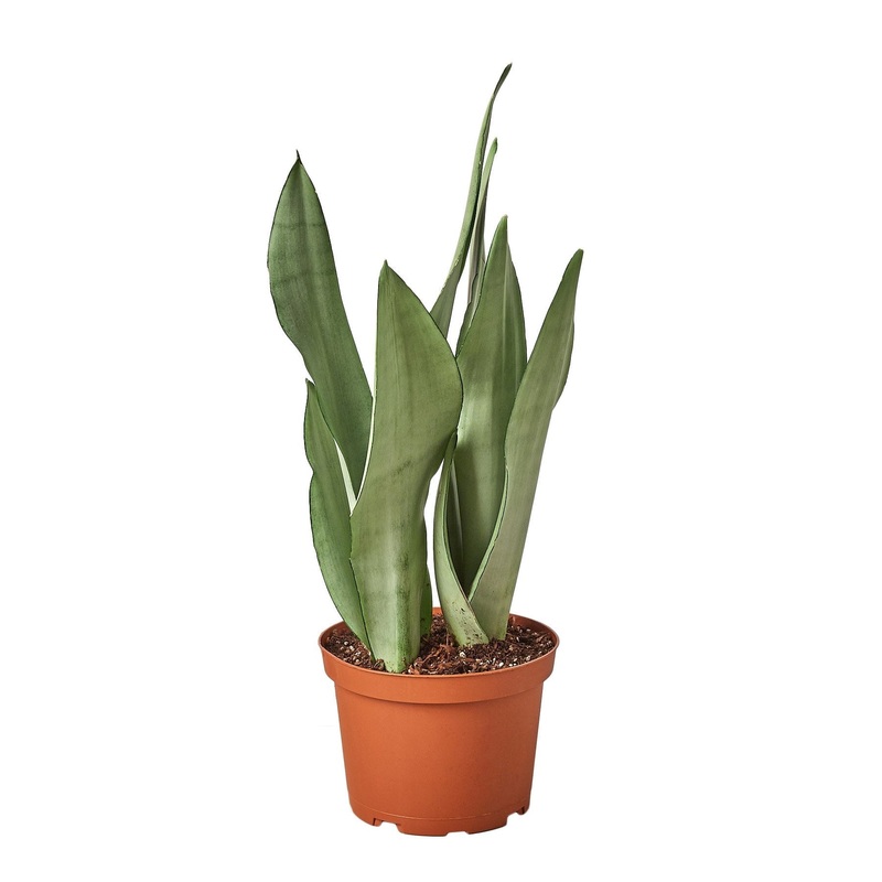 Snake Plant Moonshine – 6 Pot – NURSERY POT ONLY