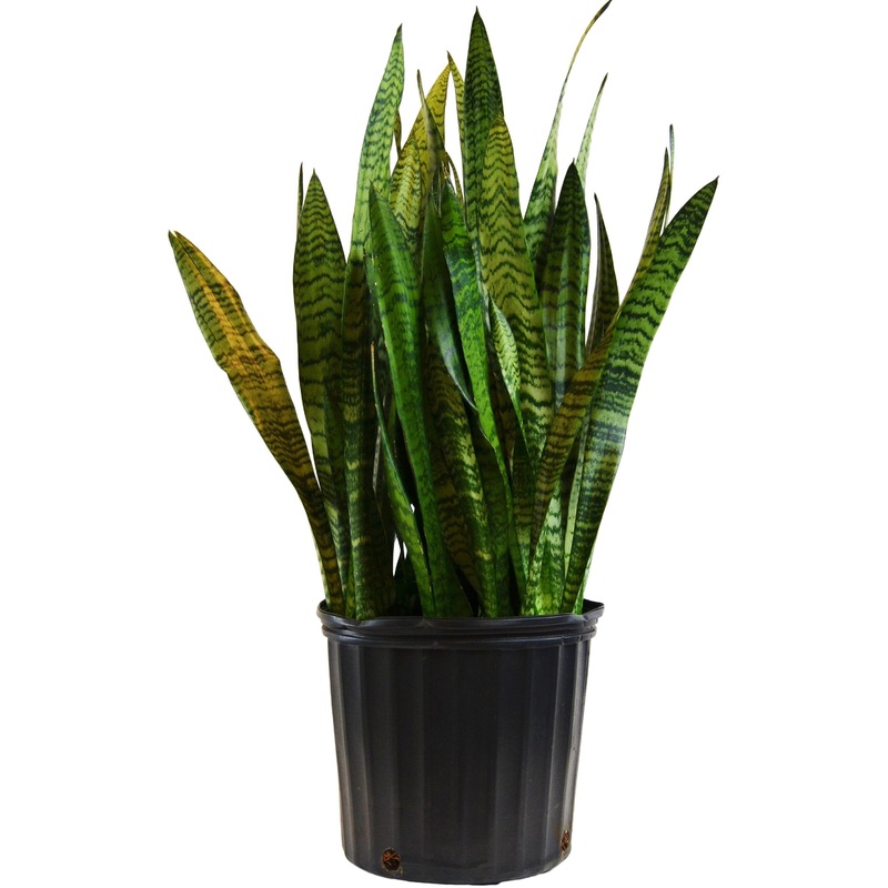 Snake Plant ‘Zeylanica’ (Sansevieria) – In 10 Pot
