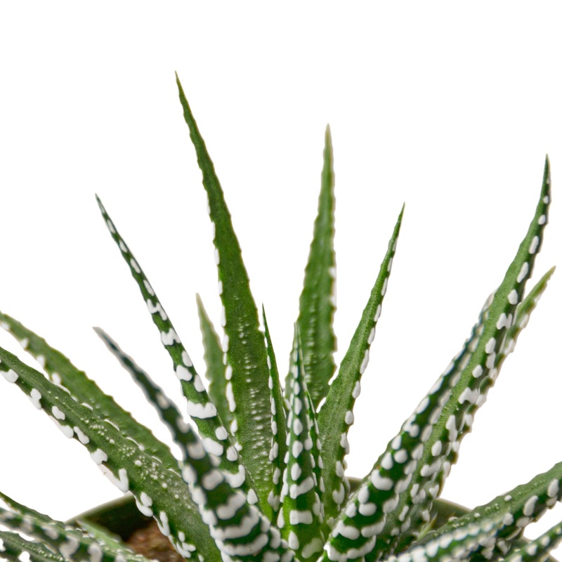Zebra Succulent – 6 Pot – NURSERY POT ONLY