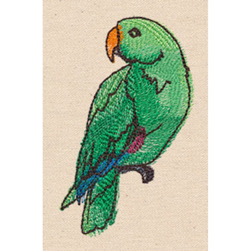 Passport to Australia – Eclectus Parrot