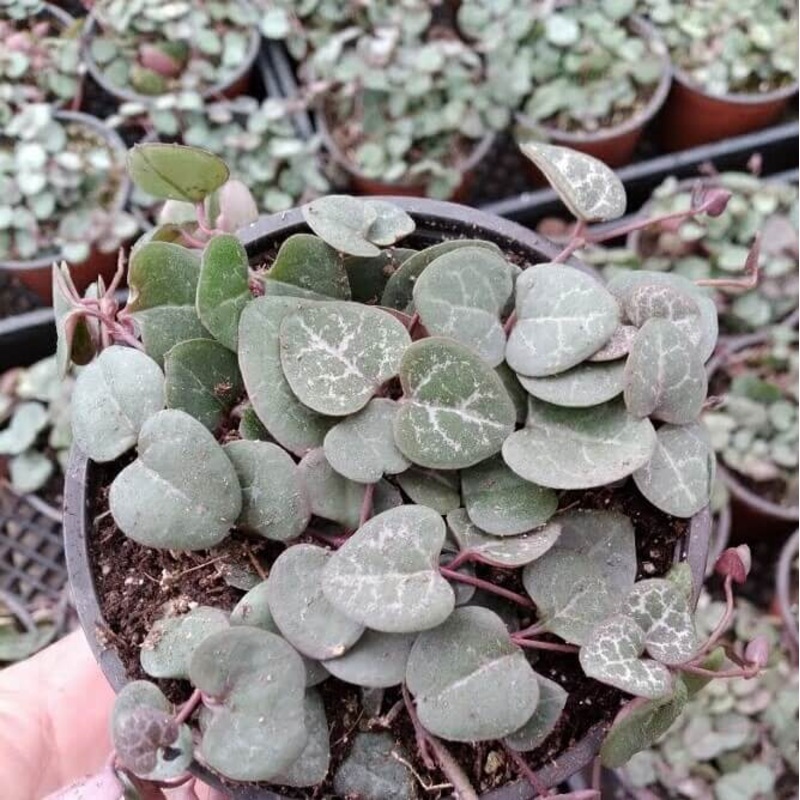 4 String of Hearts, Ceropegia Woodii