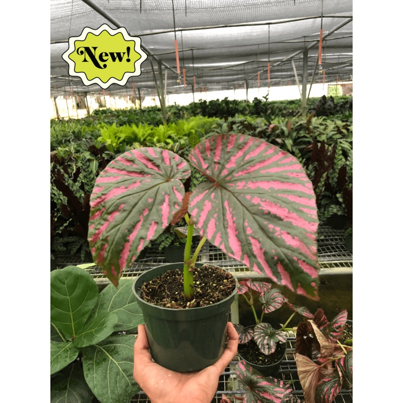 Begonia Exotica  Rare Colorful Foliage Indoor Houseplant