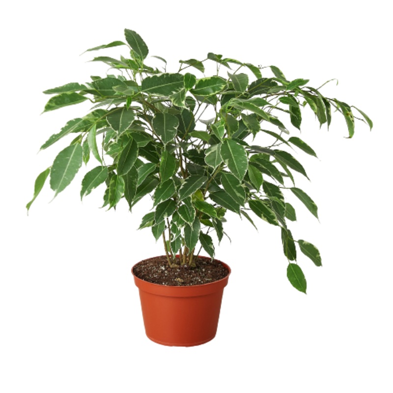 Ficus Breeze  Easy-Care Rubber Plant Indoor Houseplant