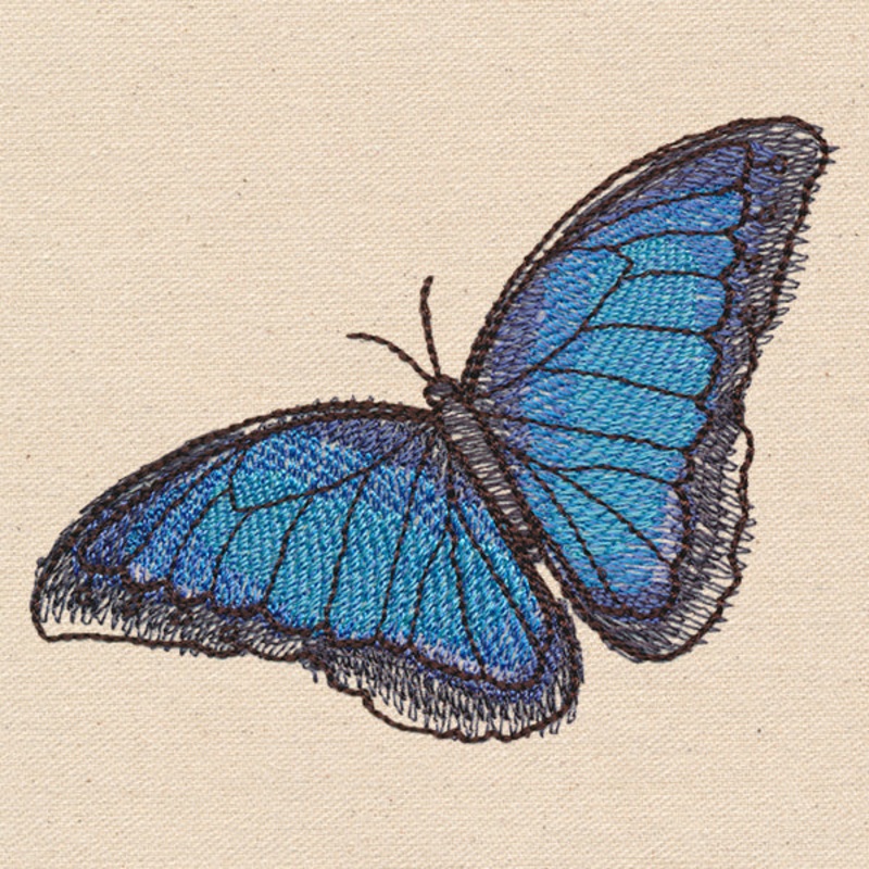 Passport to Costa Rica – Blue Morpho Butterfly