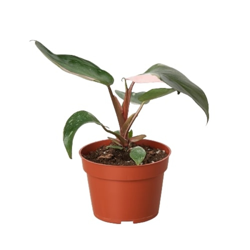 Philodendron Pink Princess  Rare Variegated Indoor Houseplant