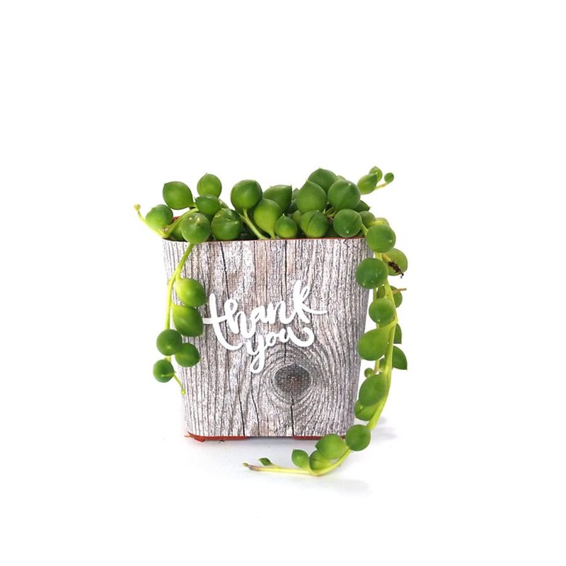 Succulent Favor Thank You Wrap