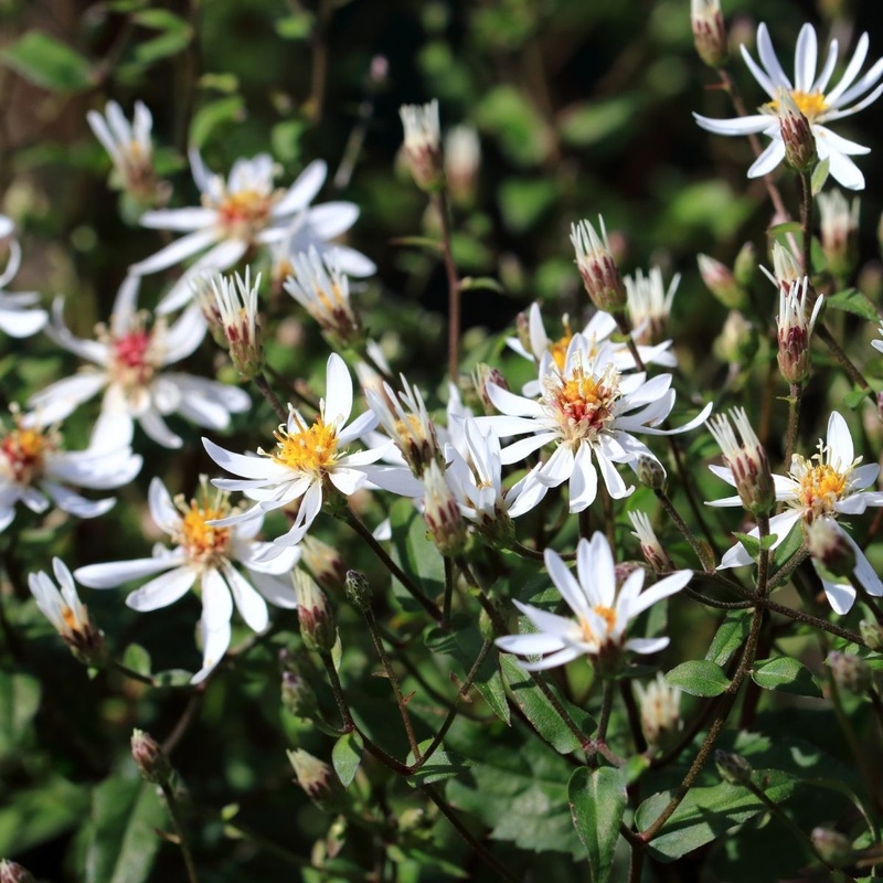 White Wood Aster|1 Gallon Pot|Single|3-Pack