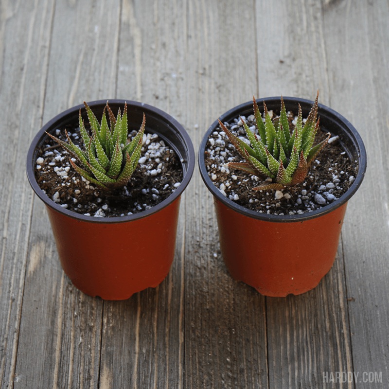 Zebra Haworthia – Indoor Succulent – 4 Inch