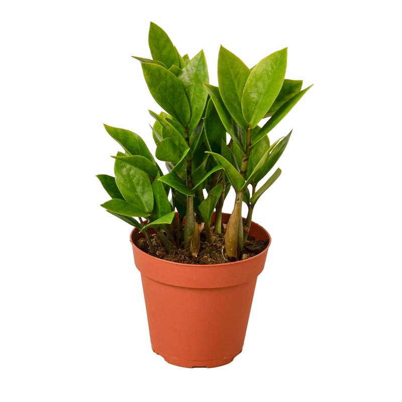 ZZ Plant (Zamioculcas Zamiifolia)  Hardy Low-Light Indoor Houseplant
