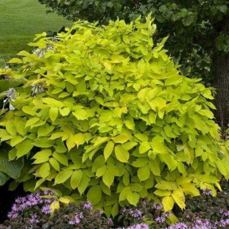 Aralia Sun King|1 Gallon Pot