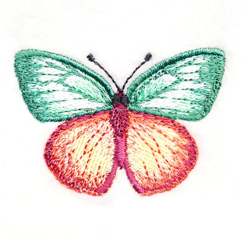 Butterfly Bliss – Cepora Aspasia