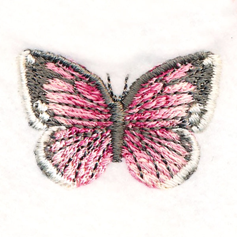 Butterfly Bliss – Colias Eurytheme
