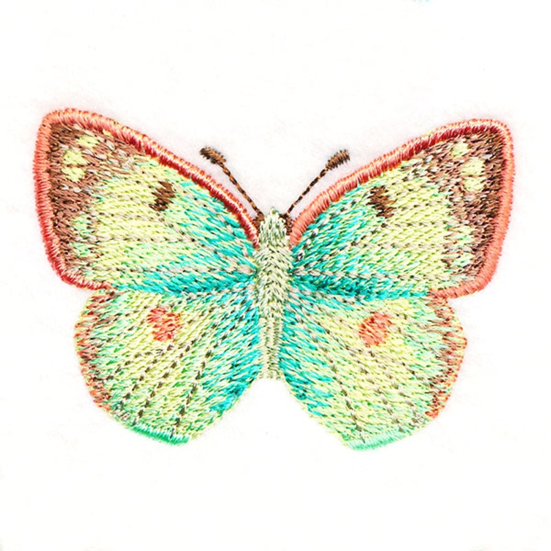 Butterfly Bliss – Colias Hyale