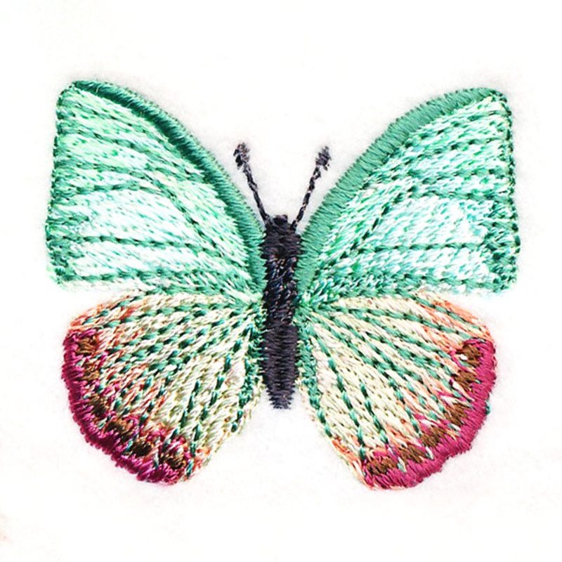 Butterfly Bliss – Green Charaxes