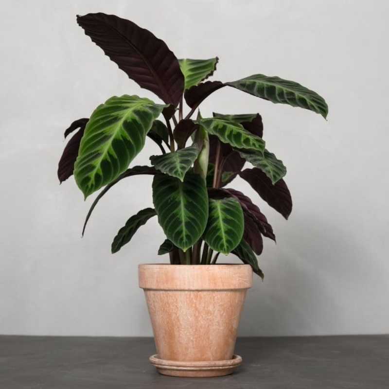 Calathea warscewiczii|6 Inch Pot