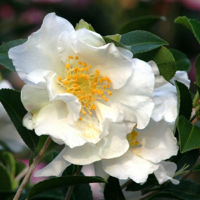 Camellia Setsugekka|3 Gallon Pot
