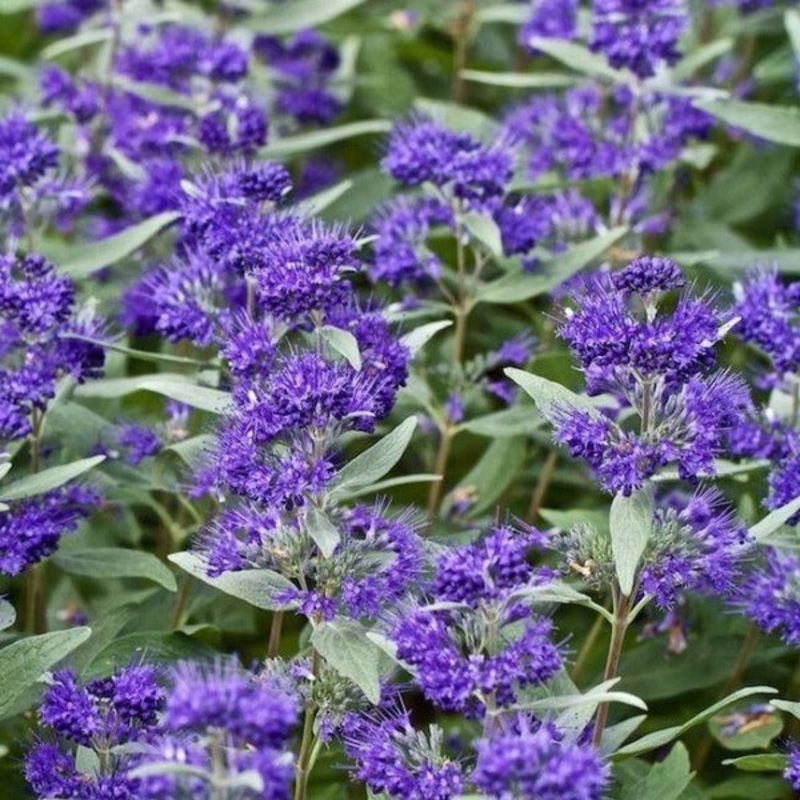 Caryopteris Dark Knight|3 Gallon Pot