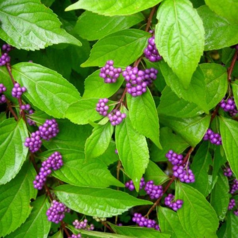 Early Amethyst Beautyberry|3 Gallon Pot