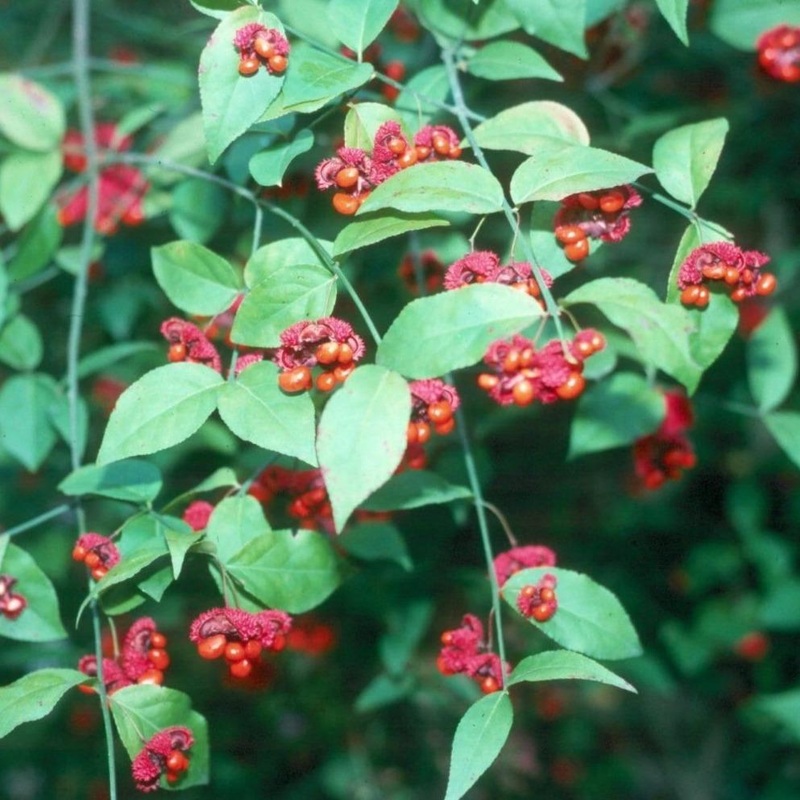 Euonymus Hearts-a-Bustin|3 Gallon Pot