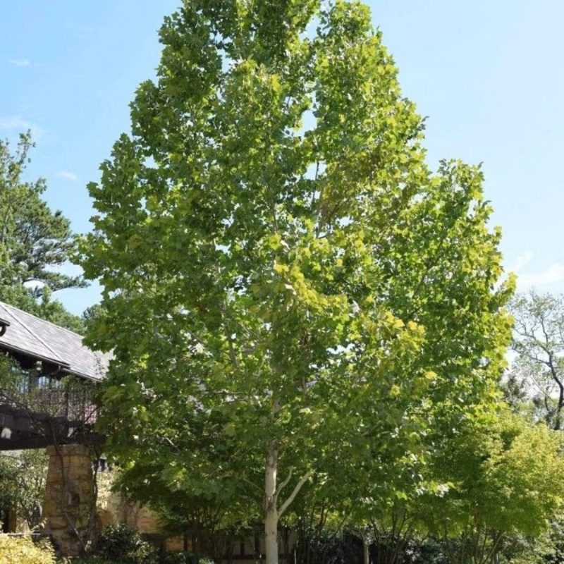 Exclamation Sycamore Tree|4 to 5 Feet Tall|5 to 6 Feet Tall