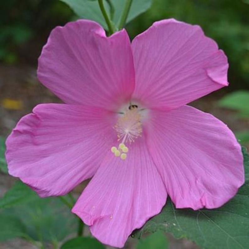 Hibiscus moscheutos|1 Gallon Pot|Single|3-Pack