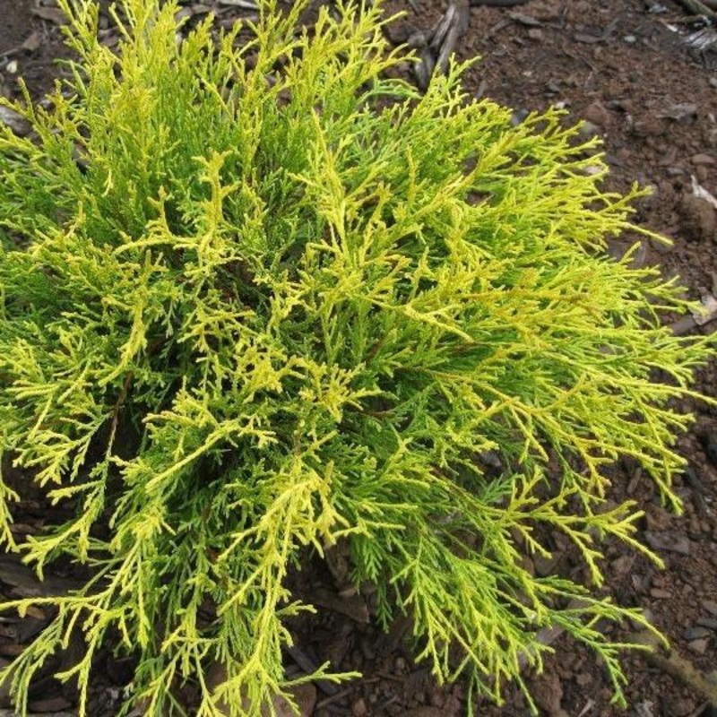 Kings Gold Cypress|1 Gallon Pot