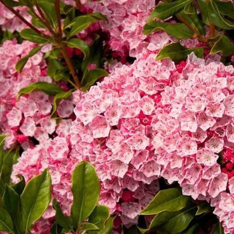 Olympic Fire Mountain Laurel|3 Gallon Pot