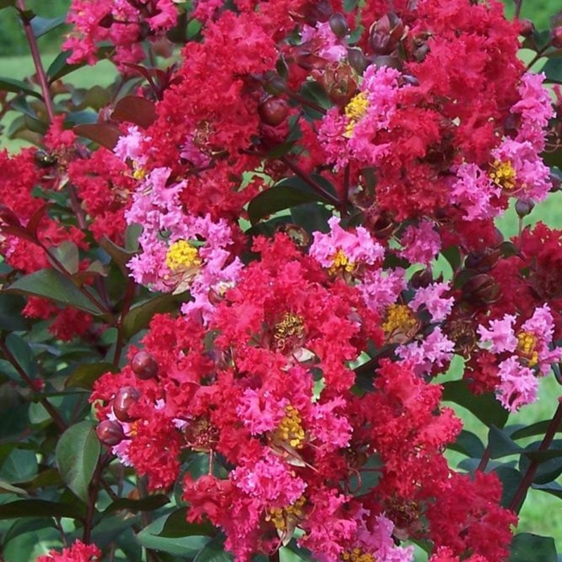 Princess Zoey Crape Myrtle|3 Gallon Pot
