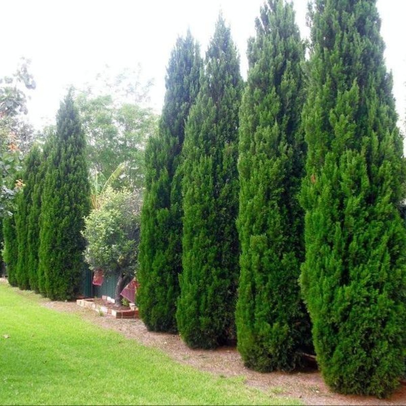 Spartan Juniper|1 to 2 Feet Tall|2 to 3 Feet Tall|3 to 4 Feet Tall|4 to 5 Feet Tall