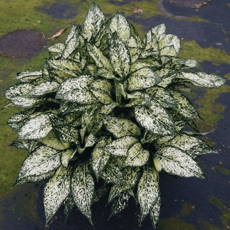 Aglaonema Spring Snow|6 Inch Pot