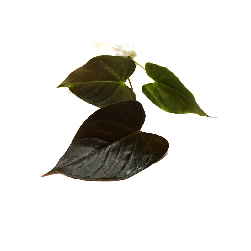 Anthurium chamberlanii|1 leaf cutting|Rooted with 2 + leaves