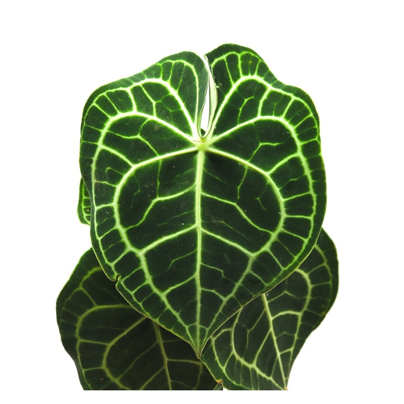 Anthurium clarinervium|1 leaf cutting|Rooted with 2 + leaves
