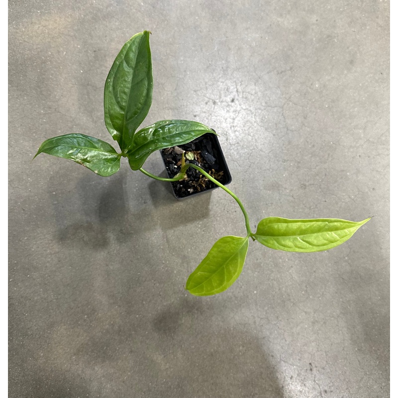 Anthurium croatii|1 leaf cutting|Rooted with 2 + leaves