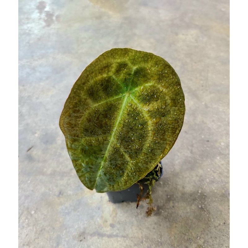 Anthurium forgetii|1 leaf cutting|Rooted with 2 + leaves