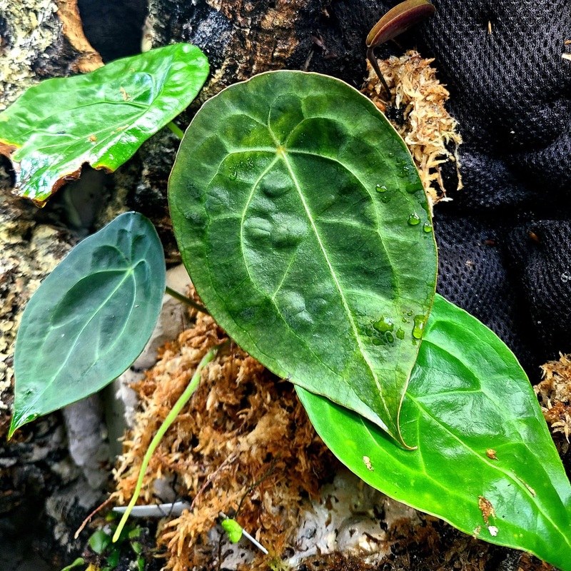 Anthurium forgetii Dark Form|2 leaf cutting|Rooted with 2 + leaves
