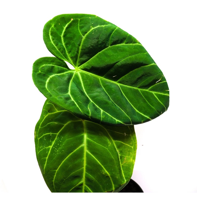 Anthurium magnificum x crystallinum