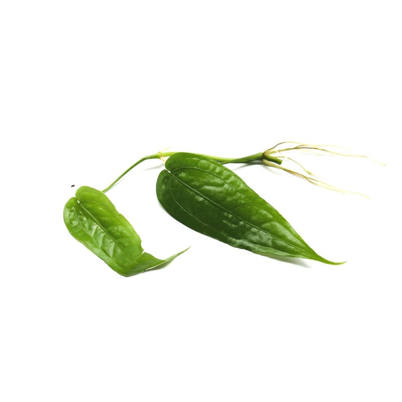 Anthurium sp. Lmon|1 leaf cutting|Rooted with 2 + leaves