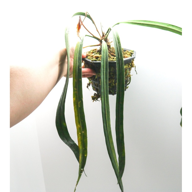 Anthurium vittarifolium|1 leaf cutting|Rooted with 2 + leaves