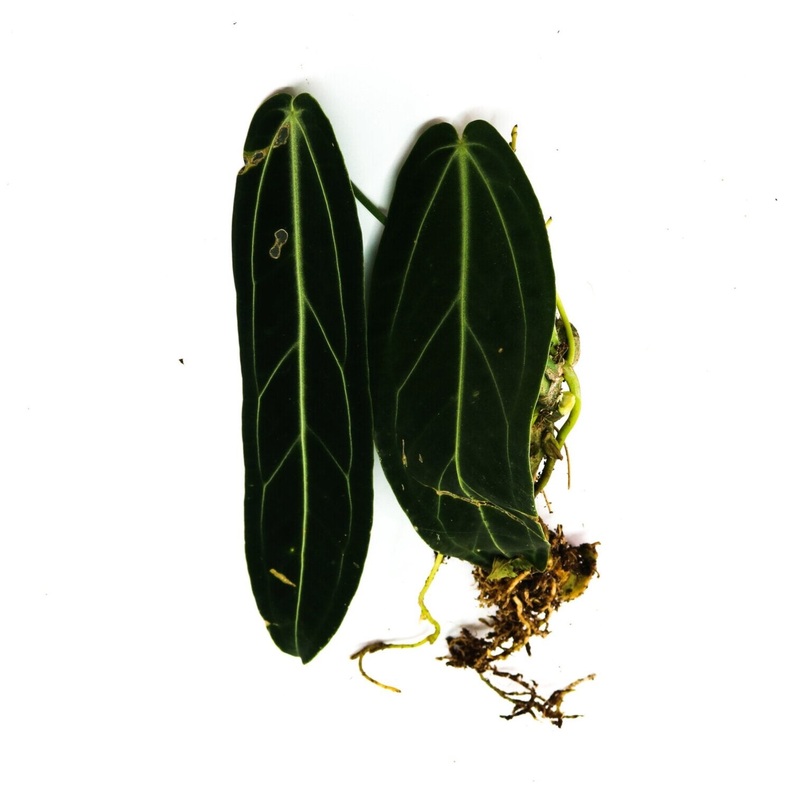 Anthurium warocqueanum|1 leaf cutting|Rooted with 2 + leaves