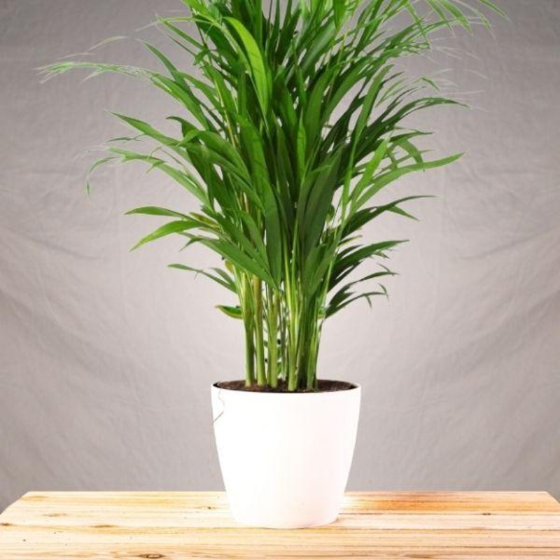 Cat Palm|10 Inch Pot