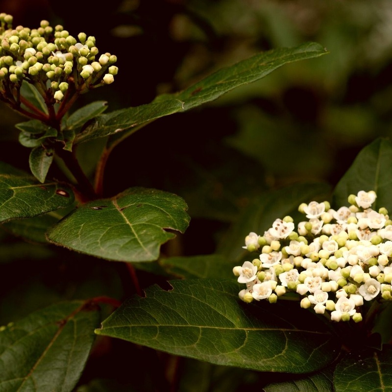Chindo Viburnum|3 Gallon Pot