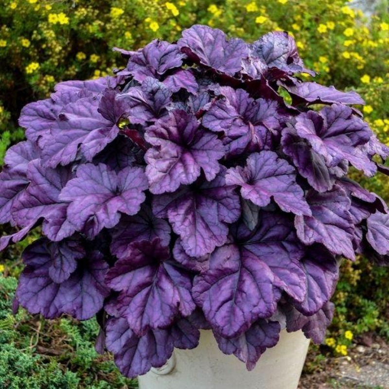Dolce Wildberry Heuchera|1 Gallon Pot
