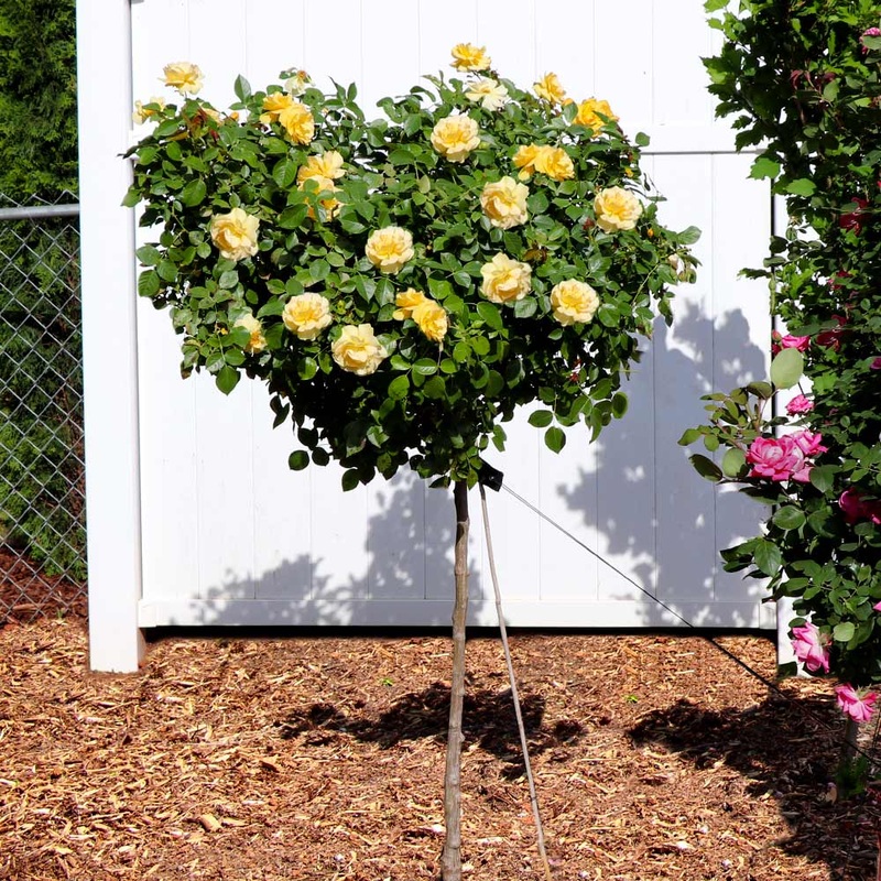 Julia Child Floribunda Rose  Tree Form