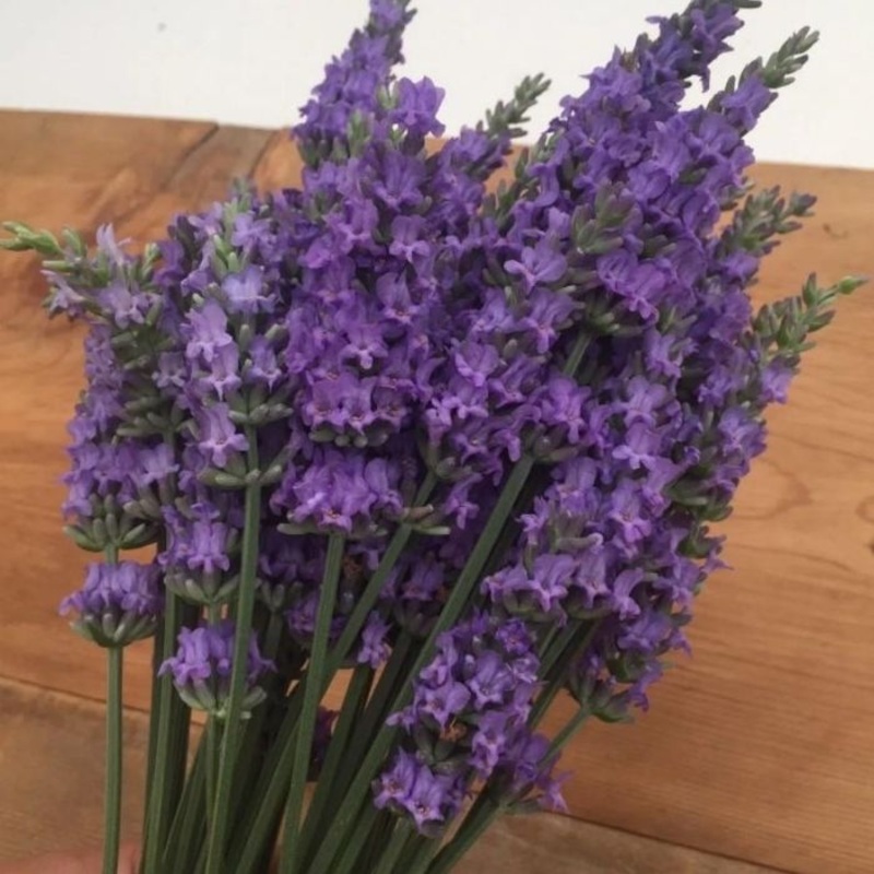 Lavender Sensational|1 Gallon Pot