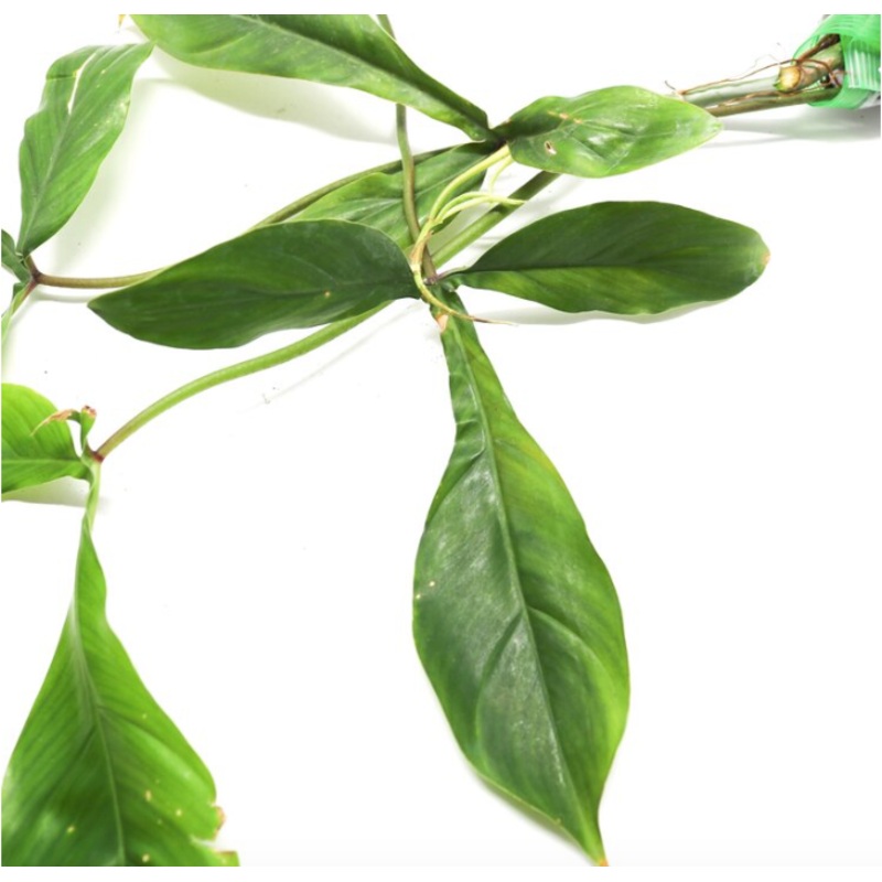 Philodendron 69686|1 leaf cutting|2 leaf cutting|Rooted with 2 + leaves