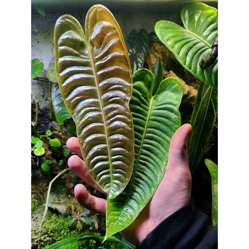 Anthurium veitchii|1 leaf cutting|Rooted with 2 + leaves